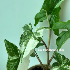 CÂY SYNGONIUM ALBO VAR, (cao 15cm), cây cảnh trong nhà, kiểng lá mini để bàn, văn phòng đẹp, GIÁ RẺ, lọc không khí, Cây Tươi Nguyên CTN1523