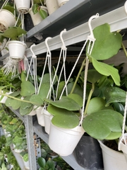 CÂY CẨM CÙ LÁ TIM Size MINI, (cao 10cm), Cây cảnh, dễ trồng GIÁ RẺ, nở quanh năm, Cây Tươi Nguyên CTN0960