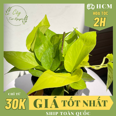 CÂY TRẦU BÀ VÀNG THÁI, (cao 25cm), cây phong thủy hút tài lộc để bàn mini GIÁ RẺ, lọc không khí, Cây Tươi Nguyên CTN0430