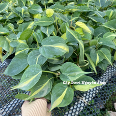 CÂY TRẦU BÀ BRAZIL CHẬU NHỰA, (cao 10cm), cây cảnh Trong nhà, kiểng lá mini để bàn Văn phòng đẹp, GIÁ RẺ, lọc không khí, Cây Tươi Nguyên CTN1514