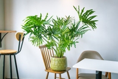 [CHỈ GIAO HCM] CÂY TRẦU BÀ THANH XUÂN SIZE LỚN, (cao 70-80cm), cây cảnh Trong nhà, kiểng lá decor, GIÁ RẺ, lọc không khí