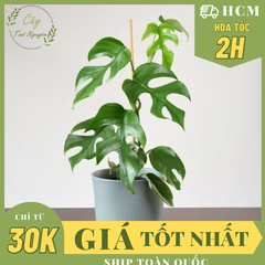 CÂY TRẦU BÀ LÁ XẺ LEO MONSTERA MINI, (cao 25cm), cây cảnh Trong nhà, kiểng lá mini để bàn đẹp, GIÁ RẺ, Cây Tươi Nguyên