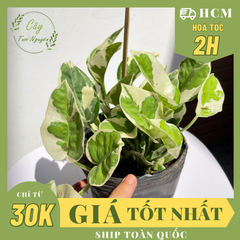 CÂY TRẦU BÀ CẨM THẠCH, (cao 15 cm), cây phong thủy hút tài lộc để bàn mini GIÁ RẺ, lọc không khí, Cây Tươi Nguyên CTN0440