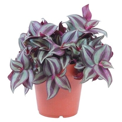CÂY THÀI LÀI TÍA, (cao 20cm), cây phong thủy hút tài lộc để bàn mini GIÁ RẺ, lọc không khí, Cây Tươi Nguyên CTN0260