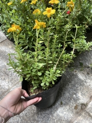 CÂY HOA MƯỜI GIỜ THÁI ,(cao 20cm), Cây cảnh, dễ trồng GIÁ RẺ, nở quanh năm, Cây Tươi Nguyên CTN0280