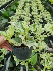 CÂY TRẦU BÀ LÁ SỮA, (cao 25cm), cây phong thủy hút tài lộc để bàn mini GIÁ RẺ, lọc không khí, Cây Tươi Nguyên CTN0410