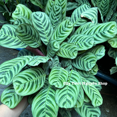 CÂY ĐUÔI CÔNG XƯƠNG CÁ XANH CHẬU LỚN Calathea burle-marxii ,(cao 20cm), cây cảnh Trong nhà, kiểng lá decor Văn phòng đẹp, GIÁ RẺ, lọc không khí, Cây Tươi Nguyên CTN1553