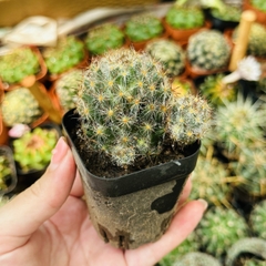 CÂY XƯƠNG RỒNG MINI ĐỒNG GIÁ, Size bé 3~5cm, NHIỀU LOẠI cây trang trí bàn, lọc không khí, dễ trồng, Cây Tươi Nguyên