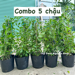 [COMBO GIÁ RẺ] CÂY CÚC TẦN ẤN ĐỘ CHẬU LỚN, (dài 50-70cm), 5-7 GỐC thân rũ che mát, cây cảnh Trong nhà, GIÁ RẺ, lọc không khí, Cây Tươi Nguyên CTN1528