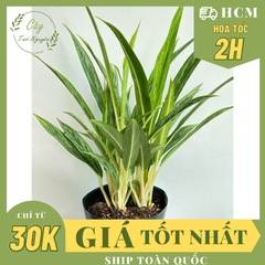 CÂY GIỮ TIỀN GIỐNG MỚI- Chậu lớn ,(cao 40cm), cây cảnh Trong nhà, kiểng lá mini để bàn Văn phòng đẹp, GIÁ RẺ, lọc không khí, Cây Tươi Nguyên CTN1532