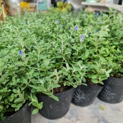 CÂY HOA THANH TÚ, (cao 20cm), Cây cảnh, dễ trồng GIÁ RẺ, nở quanh năm, Cây Tươi Nguyên CTN0300