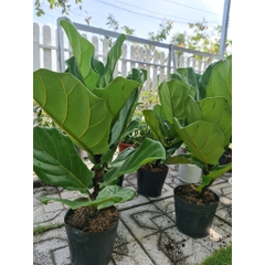 CÂY BÀNG SINGAPORE MINI ,(cao 20-25cm), cây phong thủy hút tài lộc để bàn mini GIÁ RẺ, lọc không khí, Cây Tươi Nguyên CNT0490