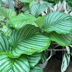 CÂY ĐUÔI CÔNG TÁO XANH SIZE LỚN, (cao 30cm), cây cảnh Trong nhà, kiểng lá mini để bàn Văn phòng, GIÁ RẺ, Cây Tươi Nguyên