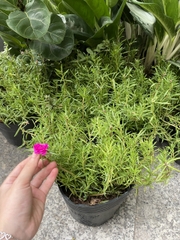 CÂY HOA MƯỜI GIỜ MỸ KÉP, (cao 20cm), Cây cảnh, dễ trồng GIÁ RẺ, nở quanh năm, Cây Tươi Nguyên CTN0530