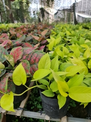 CÂY TRẦU BÀ VÀNG THÁI, (cao 25cm), cây phong thủy hút tài lộc để bàn mini GIÁ RẺ, lọc không khí, Cây Tươi Nguyên CTN0430