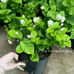 CÂY HOA LÀI TA CÁNH KÉP Hoa thơm, (cao 25cm), Hoa giống sân vườn, ban công, dễ trồng RẺ, nở quanh năm, Cây Tươi Nguyên