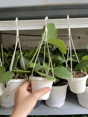 CÂY CẨM CÙ LÁ TIM Size MINI, (cao 10cm), Cây cảnh, dễ trồng GIÁ RẺ, nở quanh năm, Cây Tươi Nguyên CTN0960