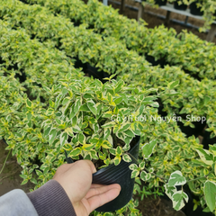 CÂY NGỌC BÍCH CẨM THẠCH ,(cao 15cm), cây cảnh trồng sân vườn, trang trí lối đi, dễ trồng GIÁ RẺ, lọc không khí, Cây Tươi Nguyên CTN1160