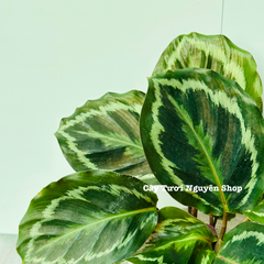 CÂY ĐUÔI CÔNG VÂN TRẮNG XANH (Calathea Medallion), (cao 15cm), cây cảnh Trong nhà, kiểng lá mini để bàn Văn phòng đẹp, GIÁ RẺ, lọc không khí, Cây Tươi Nguyên CTN1517