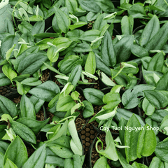 CÂY ÁNH TRĂNG CHẬU NHỰA Scindapsus Moonlight ,(cao 10cm), cây cảnh Trong nhà, kiểng lá mini để bàn Văn phòng đẹp, GIÁ RẺ