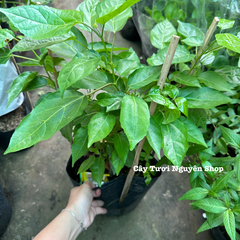 [CHỈ GIAO HCM] CÂY LÁ CÁCH CHẬU LỚN, (cao 35cm), trồng sẵn phát triển ổn định, mau thu hoạch Cây Tươi Nguyên