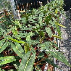 CÂY HẠC CAM Philodendron Billietiae ,(cao 25-30cm), cây cảnh Trong nhà, kiểng lá mini để bàn Văn phòng đẹp, GIÁ RẺ, lọc không khí, Cây Tươi Nguyên CTN1548
