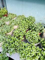 [CHỈ GIAO HCM - GIA VỊ TƯƠI] CÂY GIA VỊ ÂU DỄ TRỒNG TẠI VN, trồng sẵn phát triển ổn định, mùi thơm giá rẻ, cây hương liệu