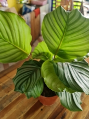 CÂY ĐUÔI CÔNG Táo xanh, (cao 35cm), cây phong thủy hút tài lộc để bàn mini GIÁ RẺ, lọc không khí, Cây Tươi Nguyên CTN0080
