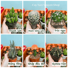 CÂY XƯƠNG RỒNG MINI ĐỒNG GIÁ, Size bé 3~5cm, NHIỀU LOẠI cây trang trí bàn, lọc không khí, dễ trồng, Cây Tươi Nguyên