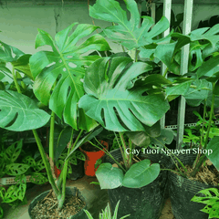 [CHỈ GIAO HOẢ TỐC] CÂY TRẦU BÀ LÁ XẺ NAM MỸ MONSTERA SIZE LỚN, (cao 70-80cm), cây cảnh Decor Trong nhà, Cây Tươi Nguyên