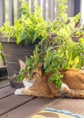 [CHỈ GIAO MIỀN NAM] CÂY BẠC HÀ MÈO- CATNIP, cỏ mèo (cao 25cm), giúp mèo "phê pha" xả stress, cây có sẵn chậu nhựa ổn định, ngắt lá dùng lâu dài, Cây Tươi Nguyên