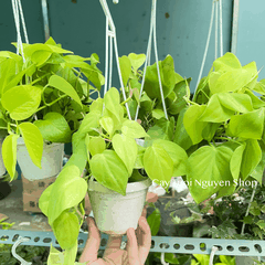 [CHẬU TREO] CÂY TRẦU BÀ LÁ TIM mini ,(cao 10cm), cây cảnh Trong nhà, kiểng lá để bàn, GIÁ RẺ, Cây Tươi Nguyên CTN1452