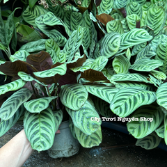 CÂY ĐUÔI CÔNG XƯƠNG CÁ XANH CHẬU LỚN Calathea burle-marxii ,(cao 20cm), cây cảnh Trong nhà, kiểng lá decor Văn phòng đẹp, GIÁ RẺ, lọc không khí, Cây Tươi Nguyên CTN1553