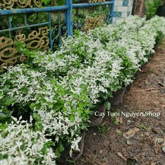 CÂY TUYẾT CẦU Alternanthera Snowball, (cao 25cm), cây giống cảnh sân vườn, ban công, dễ trồng GIÁ RẺ, Cây Tươi Nguyên