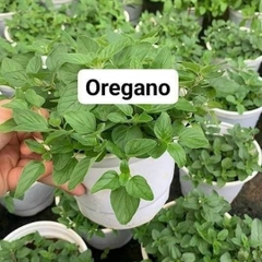 [CHỈ GIAO HCM - GIA VỊ TƯƠI] CÂY GIA VỊ ÂU DỄ TRỒNG TẠI VN, trồng sẵn phát triển ổn định, mùi thơm giá rẻ, cây hương liệu