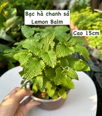 [CHỈ GIAO HCM - GIA VỊ TƯƠI] CÂY GIA VỊ ÂU DỄ TRỒNG TẠI VN, trồng sẵn phát triển ổn định, mùi thơm giá rẻ, cây hương liệu