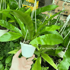 [CHẬU TREO] CÂY Ổ PHỤNG (TỔ QUẠ) mini, (cao 10cm), cây cảnh Trong nhà, kiểng lá để bàn, GIÁ RẺ, Cây Tươi Nguyên CTN1453