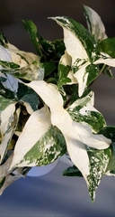 CÂY SYNGONIUM ALBO VAR, (cao 15cm), cây cảnh trong nhà, kiểng lá mini để bàn, văn phòng đẹp, GIÁ RẺ, lọc không khí, Cây Tươi Nguyên CTN1523