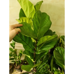 CÂY BÀNG SINGAPORE LỚN, (cao 100-120cm), phong thuỷ để bàn mini GIÁ RẺ, lọc không khí, Cây Tươi Nguyên CTN0172