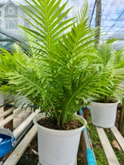 CÂY DƯƠNG SỈ HẠNH PHÚC, (cao 35cm), cây phong thủy hút tài lộc để bàn mini GIÁ RẺ, lọc không khí, Cây Tươi Nguyên CTN0320
