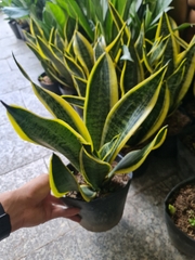 CÂY LƯỠI HỔ THÁI VIỀN VÀNG, (cao 25cm), cây phong thủy hút tài lộc để bàn mini GIÁ RẺ, lọc không khí, Cây Tươi Nguyên CTN0050