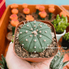 CÂY XƯƠNG RỒNG MINI ĐỒNG GIÁ, Size bé 3~5cm, NHIỀU LOẠI cây trang trí bàn, lọc không khí, dễ trồng, Cây Tươi Nguyên