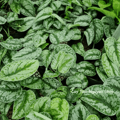 CÂY TRẦU BÀ LỤA CHẬU NHỰA Scindapsus Pictus Exotica, (cao 10cm), cây cảnh Trong nhà, kiểng mini để bàn, Cây Tươi Nguyên