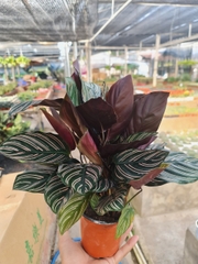 CÂY ĐUÔI CÔNG Đỏ, (cao 35cm), cây phong thủy hút tài lộc để bàn mini GIÁ RẺ, lọc không khí, Cây Tươi Nguyên CTN0080