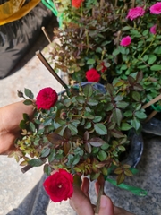 CÂY HOA HỒNG TỶ MUỘI 3 MÀU, (cao 15cm), Cây cảnh, dễ trồng GIÁ RẺ, nở quanh năm, Cây Tươi Nguyên CTN0910