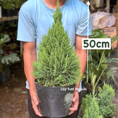 [GIAO NHANH] CÂY SƠN TÙNG SIZE L,(cao 60cm), cây Noel mini, cây Noel thật để bàn, cây Giáng sinh, Cây Tươi Nguyên