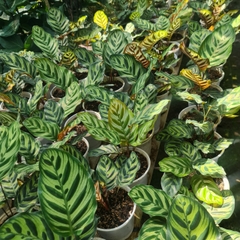 CÂY ĐUÔI CÔNG SỌC XANH, (cao 15cm), cây phong thủy hút tài lộc để bàn mini GIÁ RẺ, lọc không khí, Cây Tươi Nguyên CTN0600