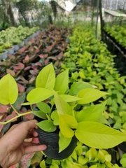 CÂY TRẦU BÀ VÀNG THÁI, (cao 25cm), cây phong thủy hút tài lộc để bàn mini GIÁ RẺ, lọc không khí, Cây Tươi Nguyên CTN0430