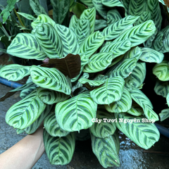 CÂY ĐUÔI CÔNG XƯƠNG CÁ XANH CHẬU LỚN Calathea burle-marxii ,(cao 20cm), cây cảnh Trong nhà, kiểng lá decor Văn phòng đẹp, GIÁ RẺ, lọc không khí, Cây Tươi Nguyên CTN1553