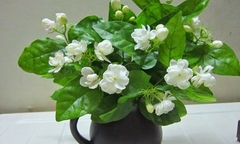 CÂY HOA LÀI TA CÁNH KÉP Hoa thơm, (cao 25cm), Hoa giống sân vườn, ban công, dễ trồng RẺ, nở quanh năm, Cây Tươi Nguyên